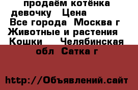 продаём котёнка девочку › Цена ­ 6 500 - Все города, Москва г. Животные и растения » Кошки   . Челябинская обл.,Сатка г.